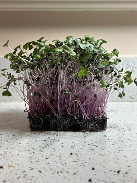 "The Easiest Microgreens to Grow at Home for Beginners"