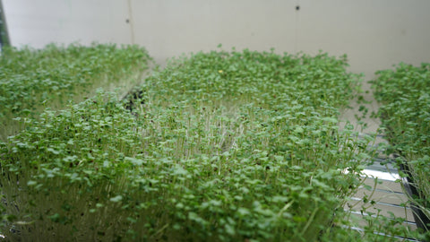 Broccoli (Waltham) Organic Seeds