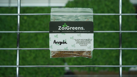 Arugula (Rocket) Organic Seeds