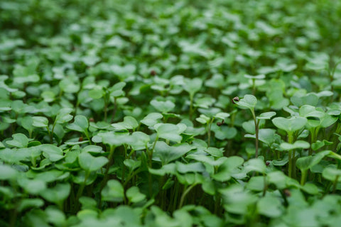 Microgreen Starter Kit